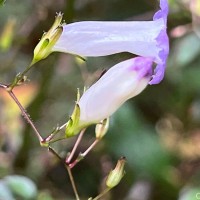 Strobilanthes helicoides T.Anderson